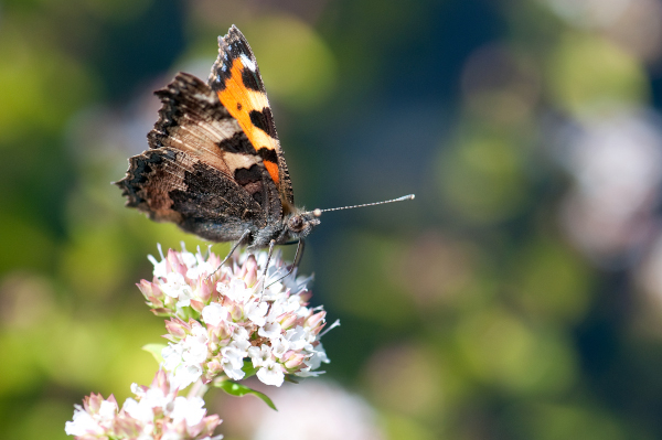 Petite tortue (Aglais urticae), remarquez le dessous tr&egrave;s sombre des ailes typique des vanesses &copy; J.-J. Carlier